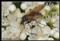 Empis cf. tessellata